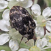 Museum Beetle - Photo (c) Felix Riegel, some rights reserved (CC BY-NC), uploaded by Felix Riegel