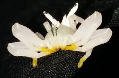 Epicadus heterogaster