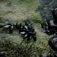 Semimytilus patagonicus