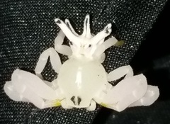 Epicadus heterogaster