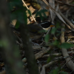 Arremon flavirostris