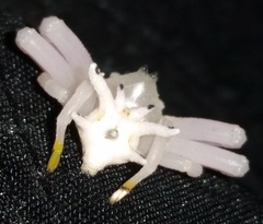 Epicadus heterogaster