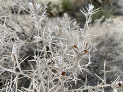 Tetradymia