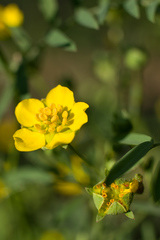 Sibbaldianthe orientalis