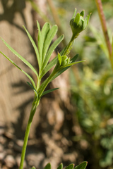 Sibbaldianthe orientalis