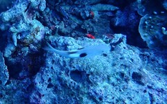 Parupeneus pleurostigma