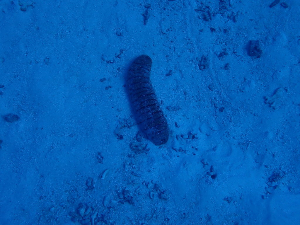 Elephant Trunkfish (Holothuria fuscopunctata) — recorded at Coral Garden