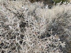 Tetradymia