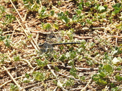 Phanogomphus kurilis