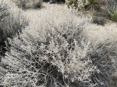 Tetradymia