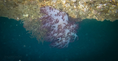 Dendronotus rufus