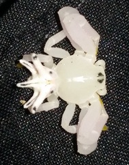 Epicadus heterogaster