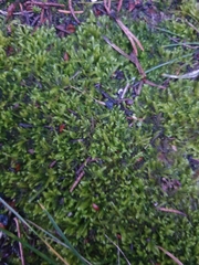 Scorpiurium circinatum