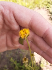 Nidorella podocephala