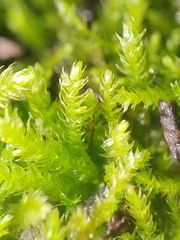 Scorpiurium circinatum