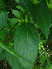Vincetoxicum flavum