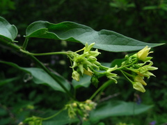 Vincetoxicum flavum