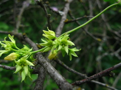 Vincetoxicum flavum