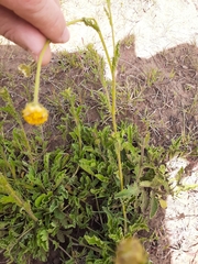 Nidorella podocephala