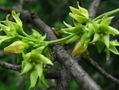 Vincetoxicum flavum