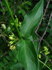 Vincetoxicum flavum