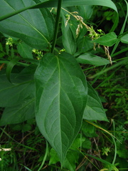 Vincetoxicum flavum