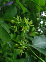 Vincetoxicum flavum