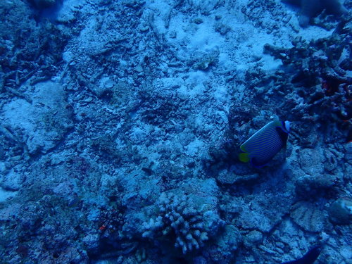 Emperor Angelfish (Pomacanthus imperator)