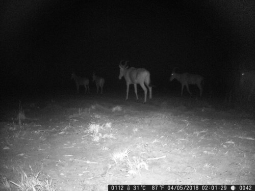 Western Hartebeest