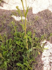 Nidorella podocephala