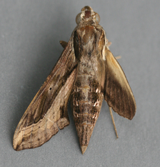 Hippotion velox
