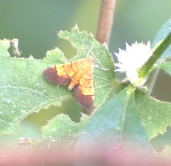 Syngamia latimarginalis