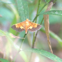 Syngamia latimarginalis