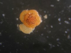 Trochamminidae