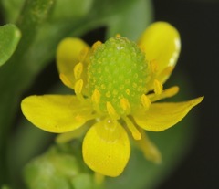 Ranunculus sceleratus sceleratus