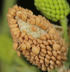Ranunculus sceleratus sceleratus