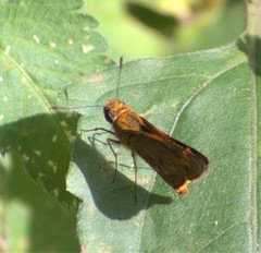 Oriens goloides