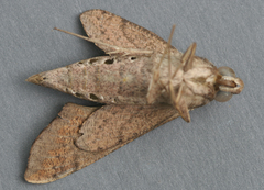 Hippotion velox