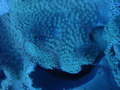 Ophiotrichidae