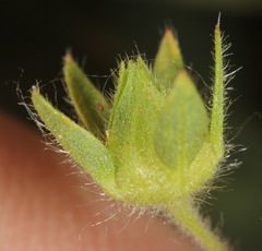 Potentilla rivalis