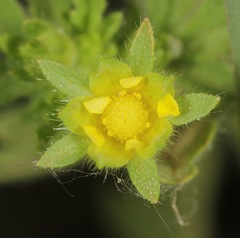 Potentilla rivalis