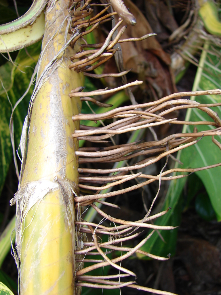 Pothos doré (Epipremnum aureum)