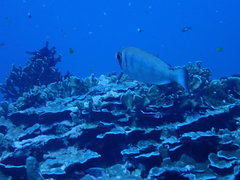 Priacanthidae