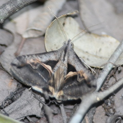Melipotis bisinuata