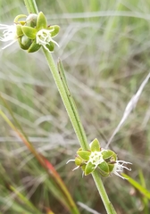 Aspidoglossum biflorum
