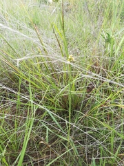 Aspidoglossum biflorum