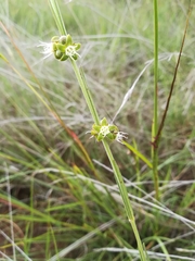 Aspidoglossum biflorum