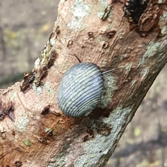 Nerita balteata