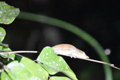 Calumma boettgeri