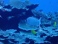 Priacanthidae